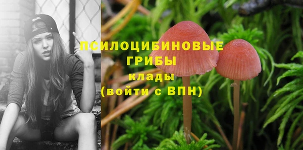 прущие грибы Липки
